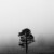Árbol. Milpa Alta , México 2013