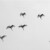 Garzas.  Amazonas, Iquitos, Perú, 2011
